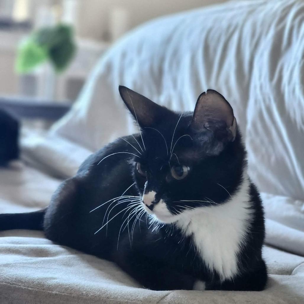 Enlarge Oreo $100, a Adoptable Domestic Short Hair in Milwaukee, WI image 5/6