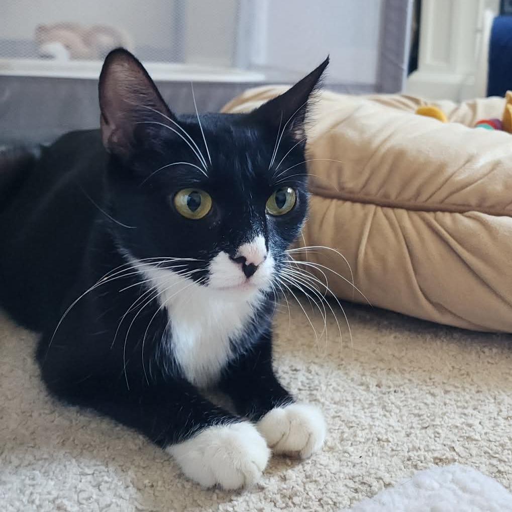 Enlarge Oreo $100, a Adoptable Domestic Short Hair in Milwaukee, WI image 4/4