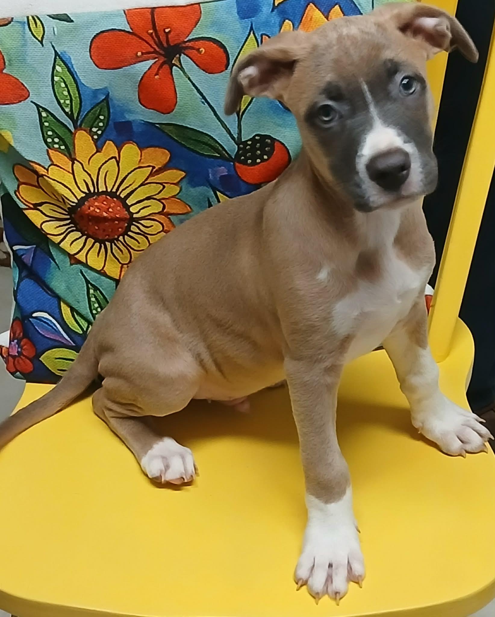 Snickers, an adopted mixed breed in Pensacola, FL image 2/2