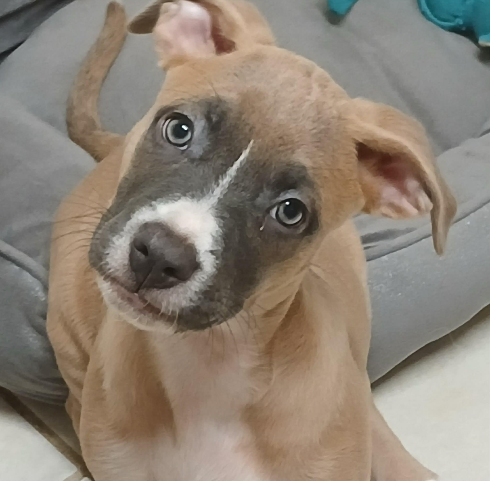 Snickers, adopted, Puppy Male Pit Bull Terrier.
