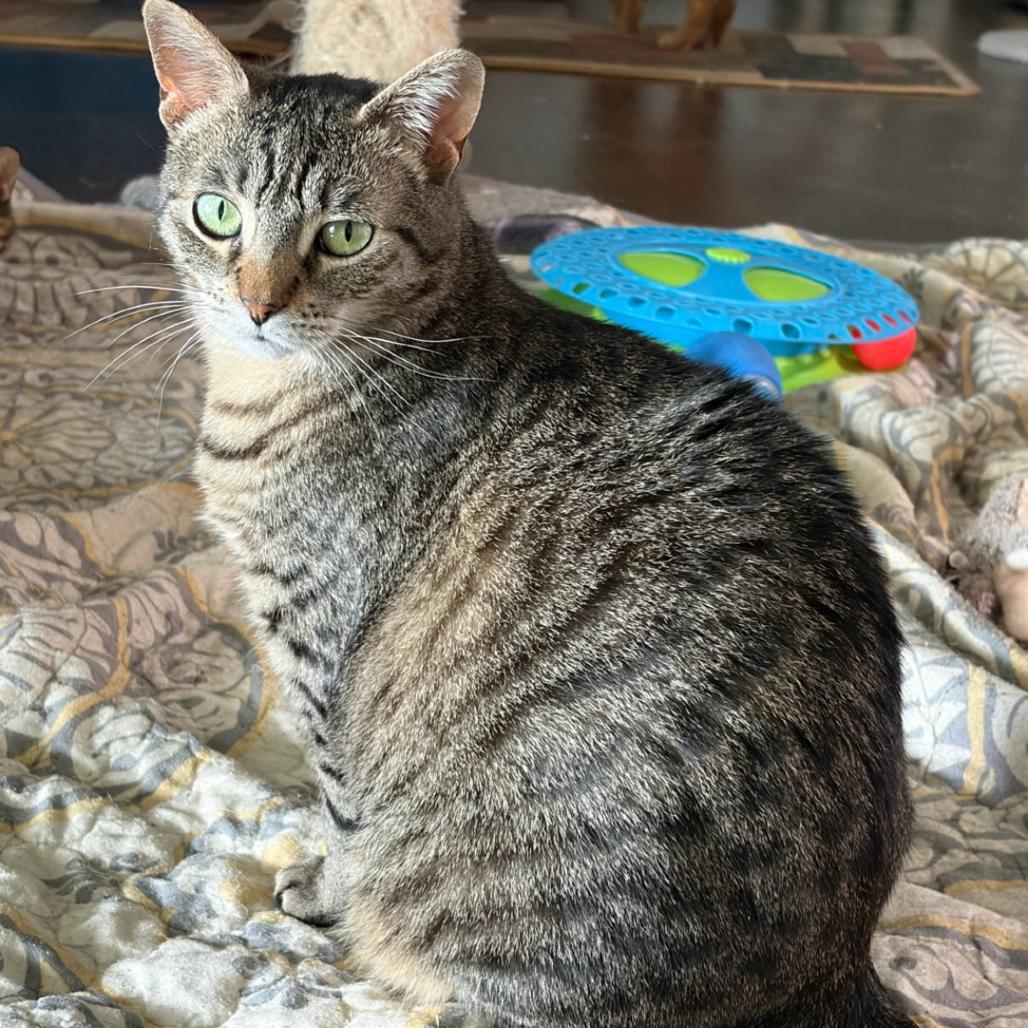 Octavia 14C25, Adoptable, Adult Female Domestic Short Hair & Domestic Short Hair.