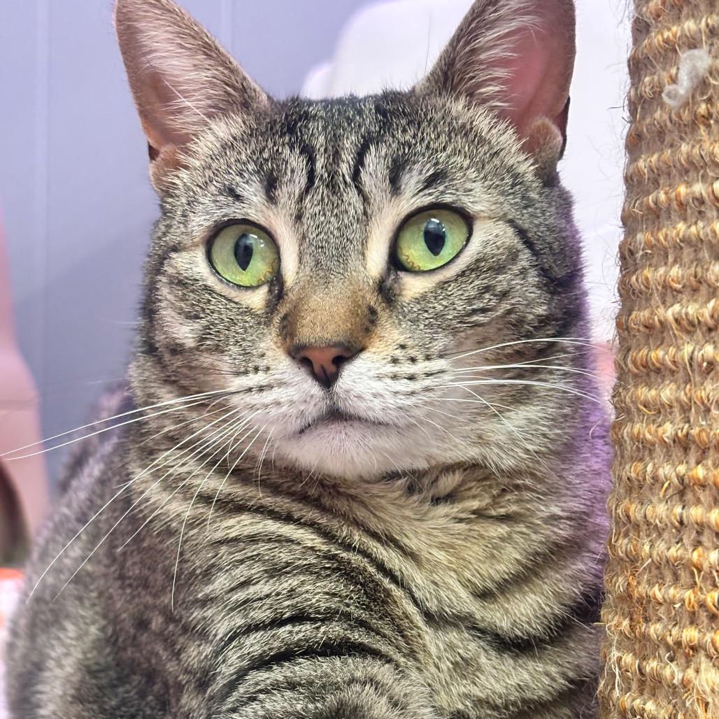 Octavia 14C25, Adoptable, Adult Female Domestic Short Hair & Domestic Short Hair.