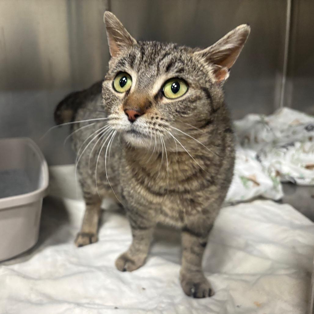 Enlarge Octavia 14C25, a Adoptable mixed breed in Napoleon, OH image 1/6