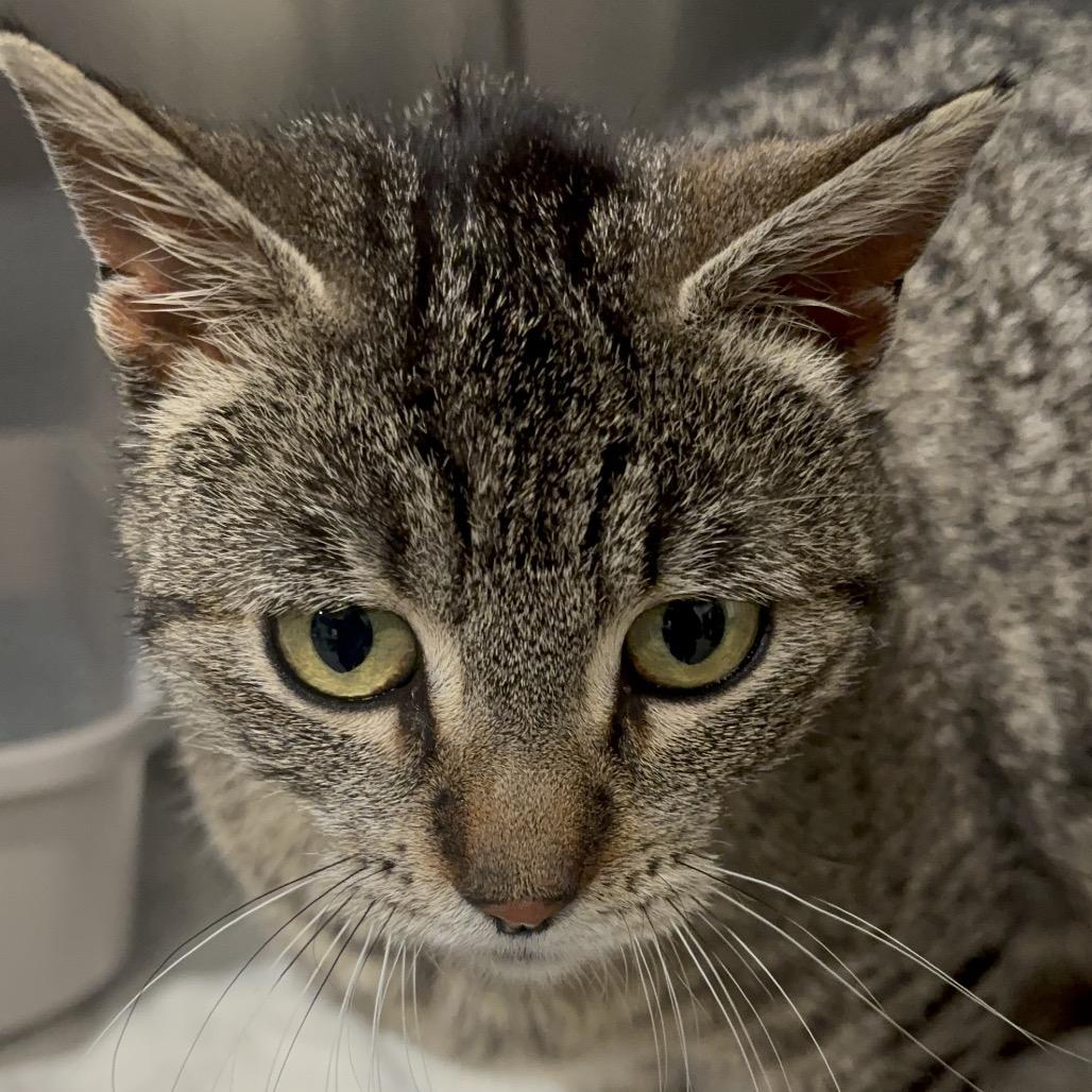 Enlarge Octavia 14C25, a Adoptable mixed breed in Napoleon, OH image 2/6