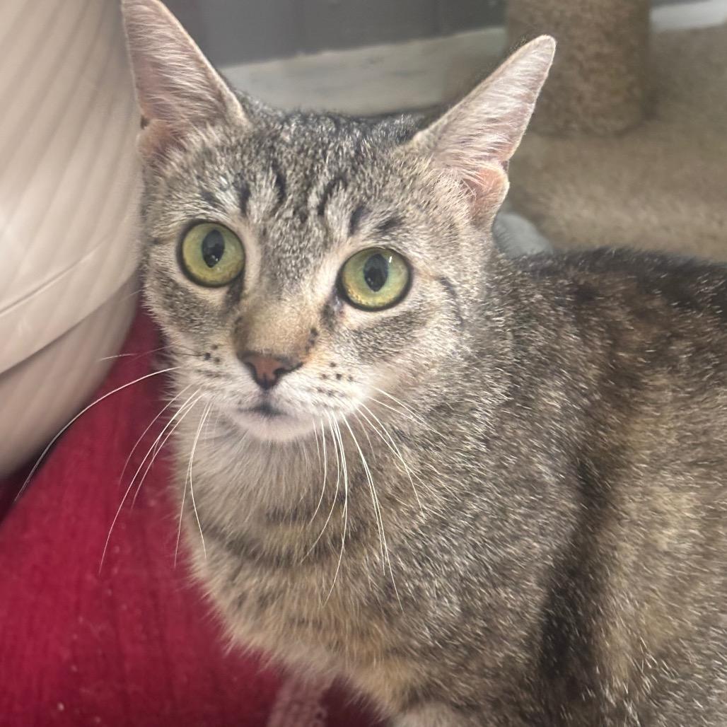 Enlarge Octavia 14C25, a Adoptable mixed breed in Napoleon, OH image 3/6