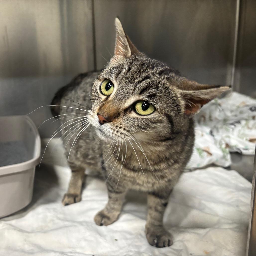 Enlarge Octavia 14C25, a Adoptable mixed breed in Napoleon, OH image 4/6