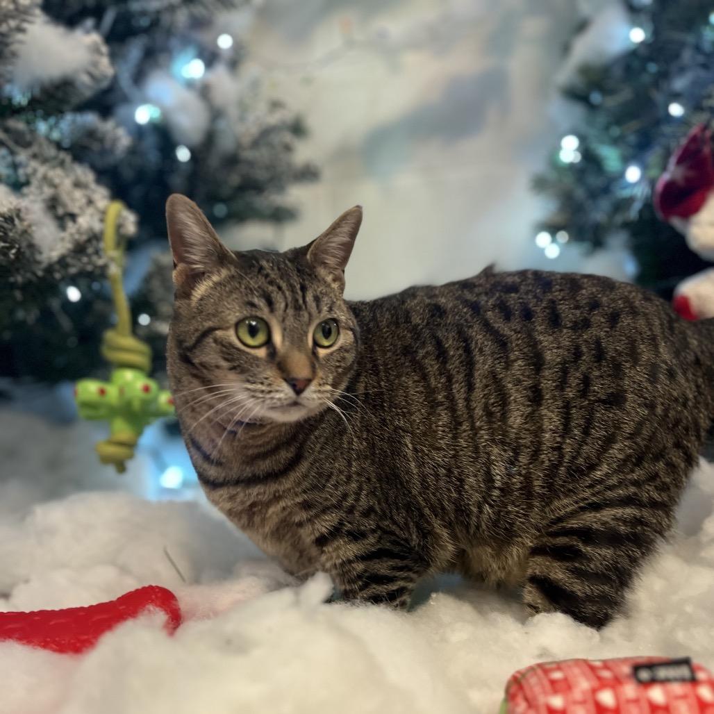 Enlarge Octavia 14C25, a Adoptable mixed breed in Napoleon, OH image 5/6