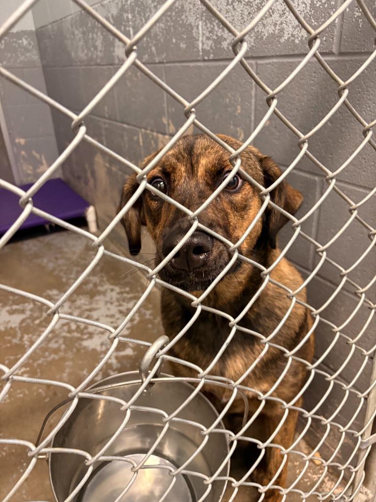 Enlarge Atlas, a Adoptable mixed breed in Rensselaer, IN image 1/1