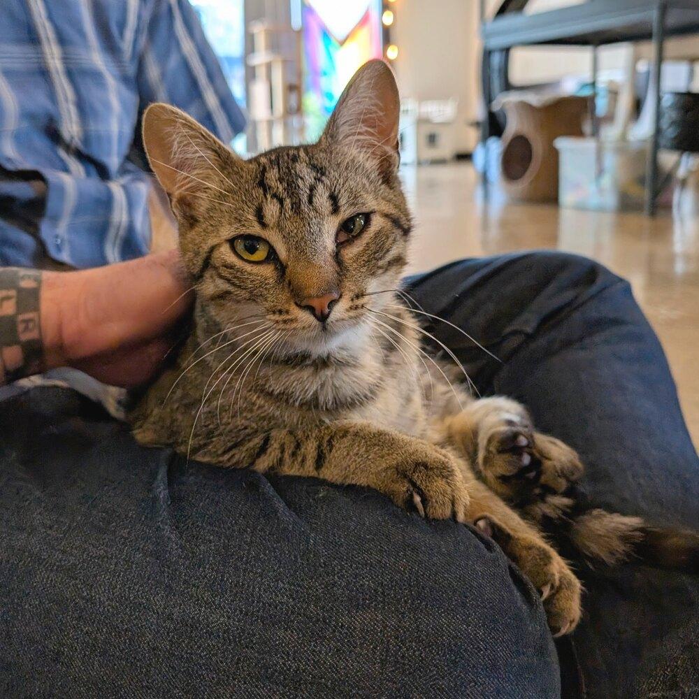 Bones, Adoptable, Young Male Domestic Short Hair.