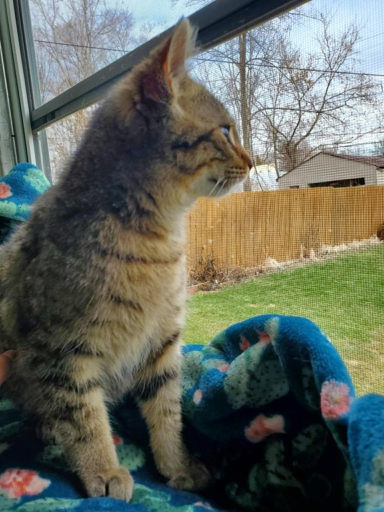 Enlarge Bones, a Adoptable Domestic Short Hair in Ferndale, MI image 1/1