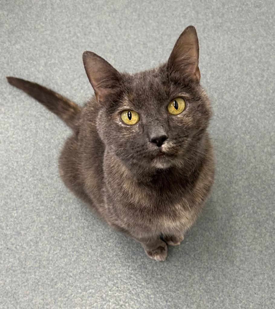 Enlarge Kippy (fka Daphne), a Adoptable mixed breed in Cumberland, ME image 2/4