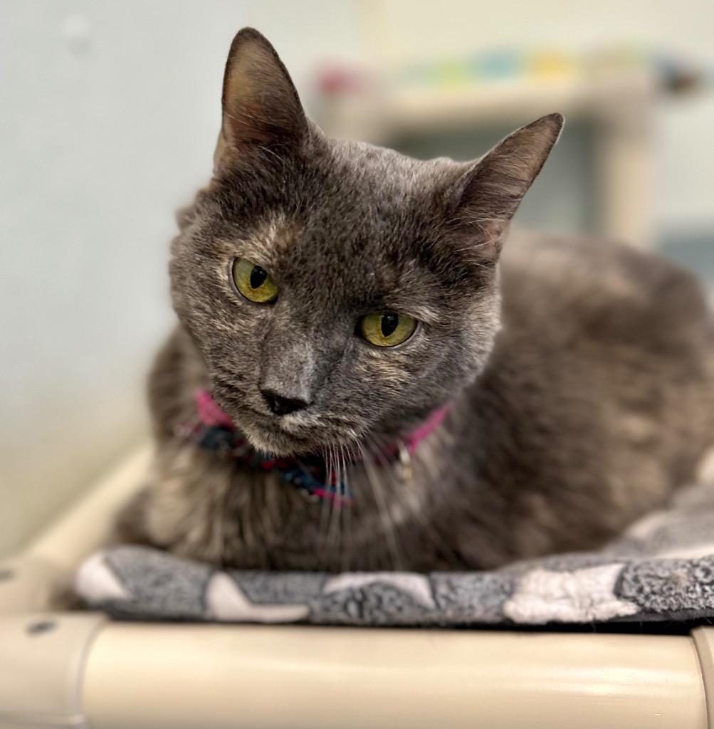 Enlarge Kippy (fka Daphne), a Adoptable mixed breed in Cumberland, ME image 4/4