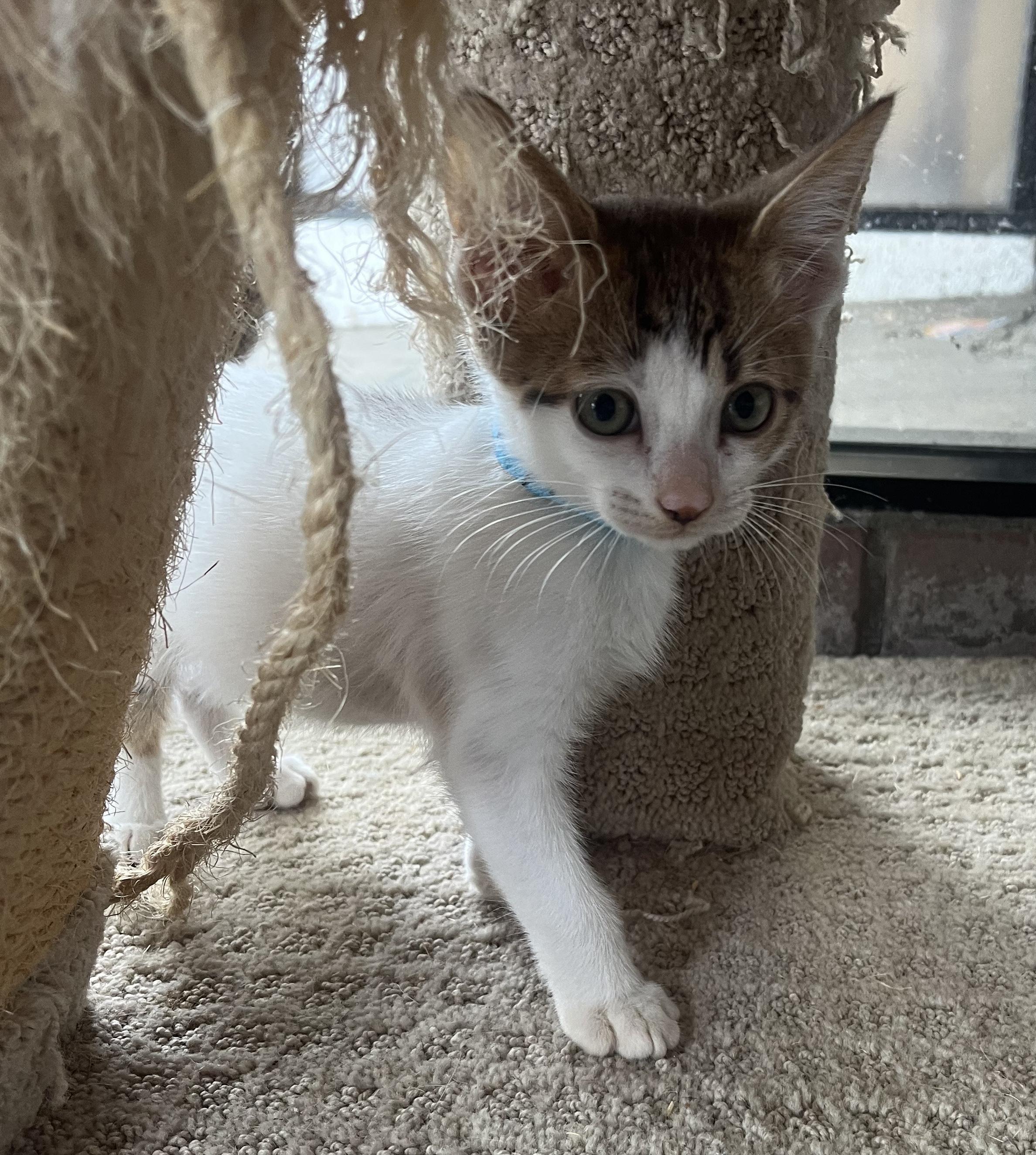 Papi is a darling two month old male short hair Kitten with a white face and bod