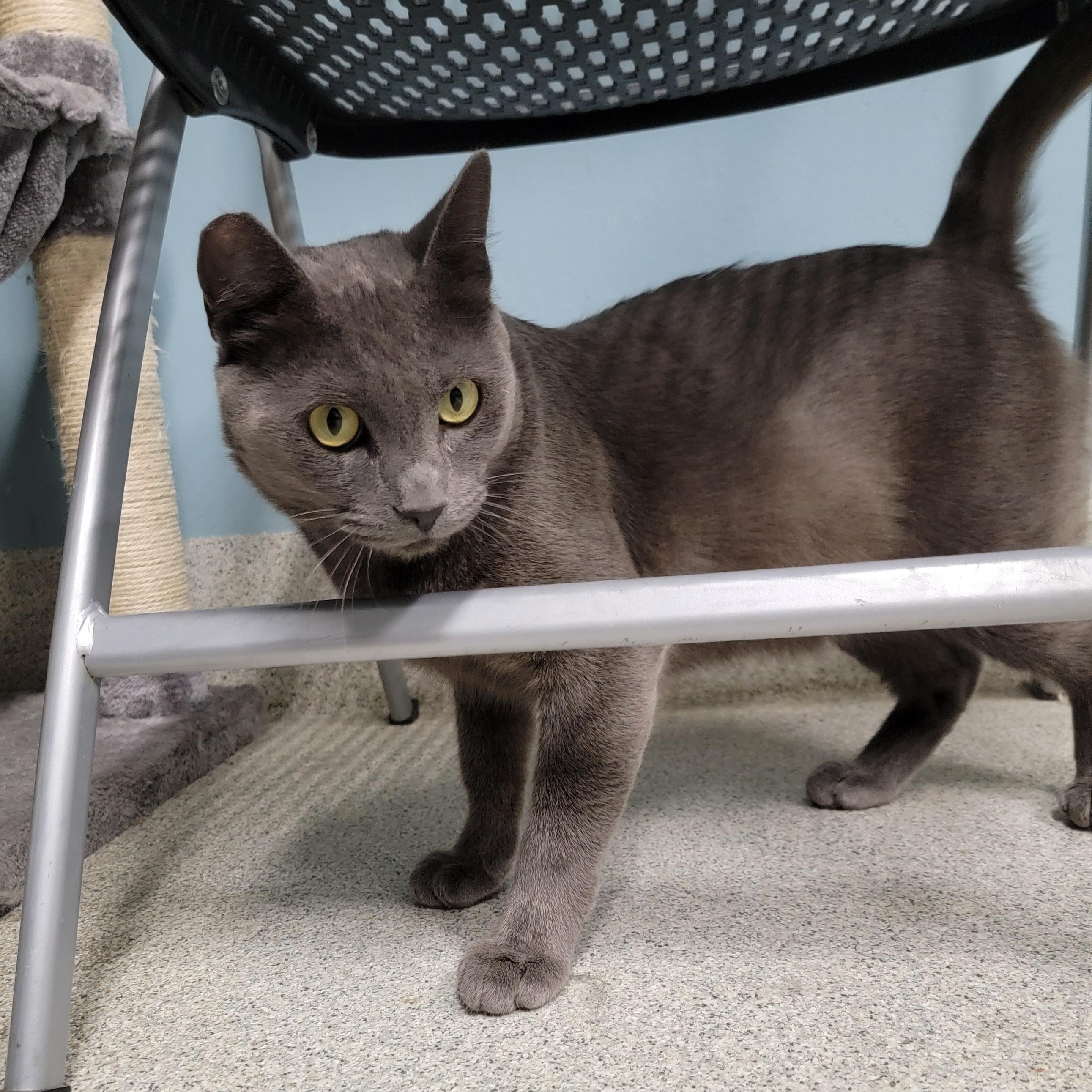 Batman, an adopted mixed breed in Camp Pendleton, CA image 6/6