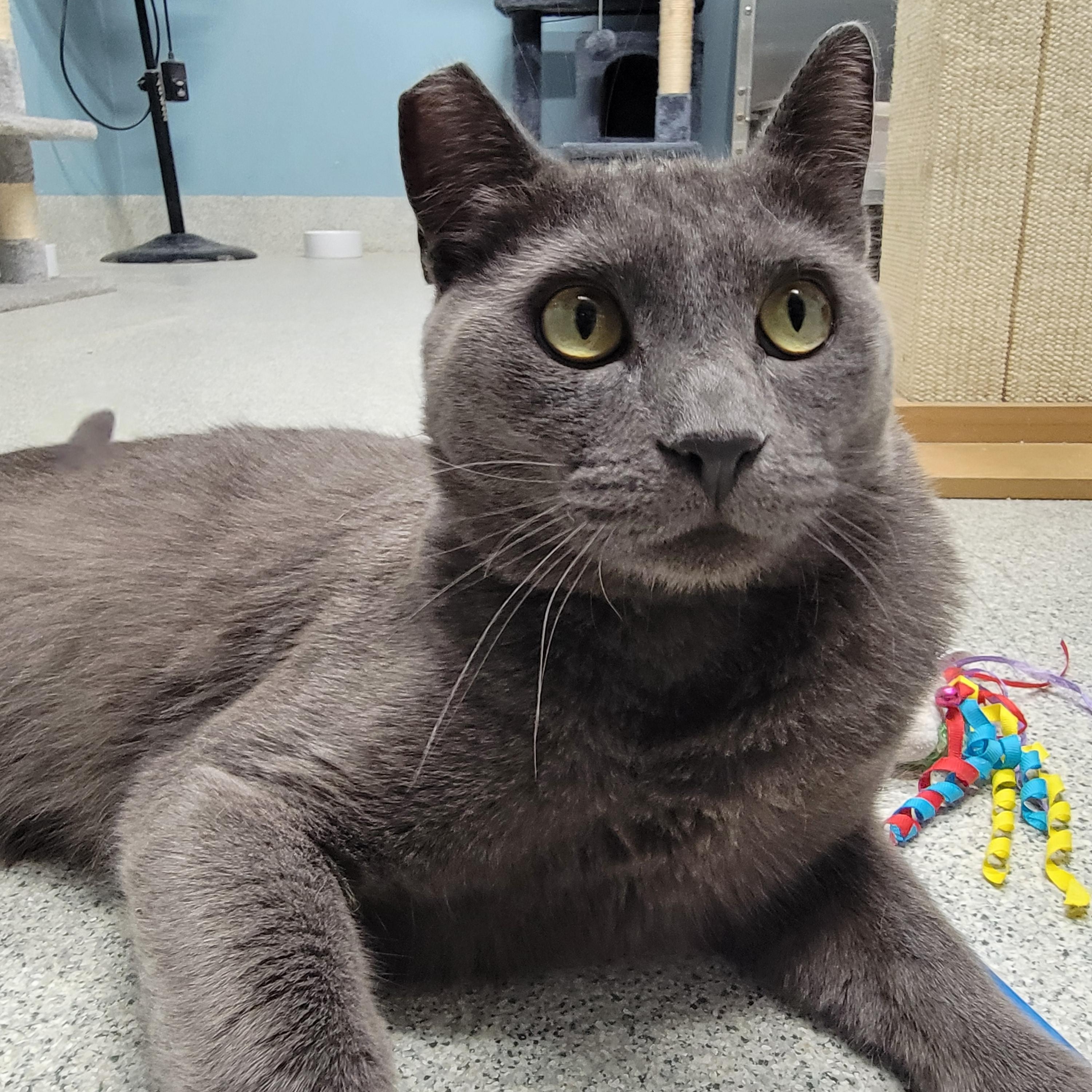 Batman, an adopted mixed breed in Camp Pendleton, CA image 4/6