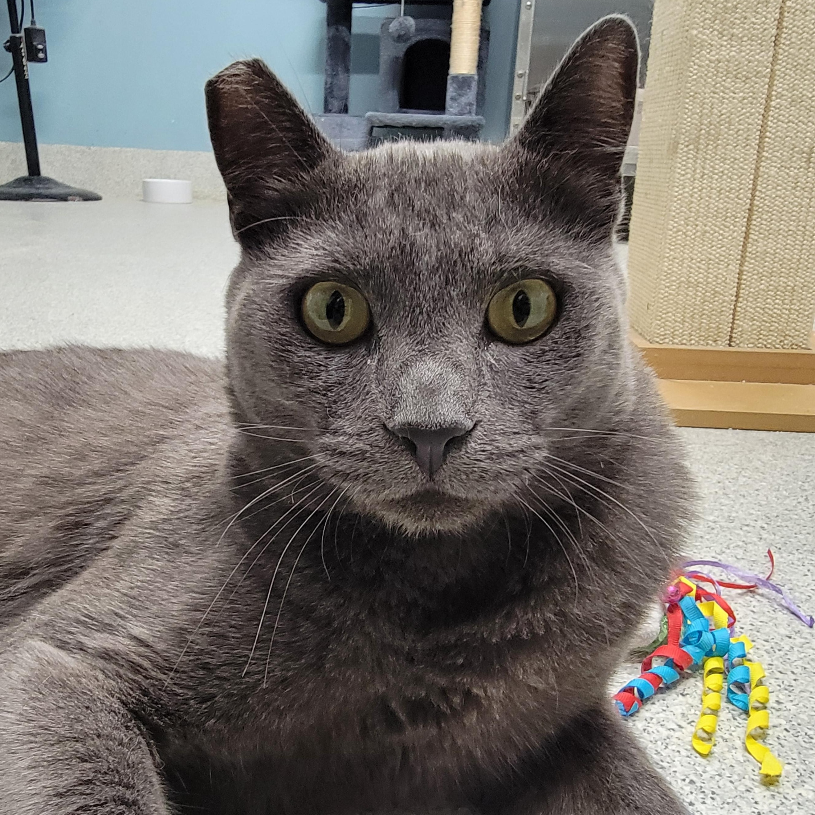Batman, an adopted mixed breed in Camp Pendleton, CA image 3/6