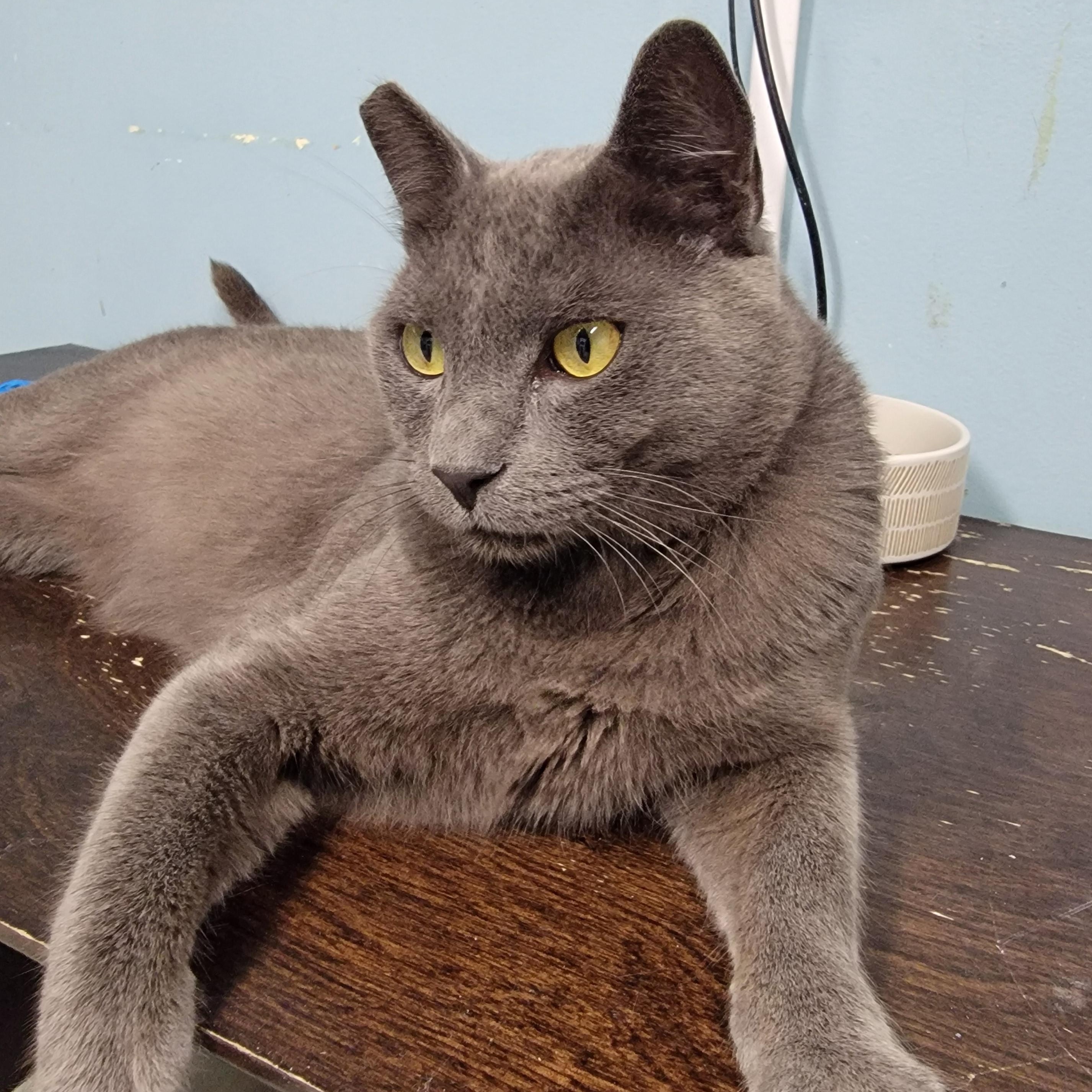 Batman, an adopted mixed breed in Camp Pendleton, CA image 2/6
