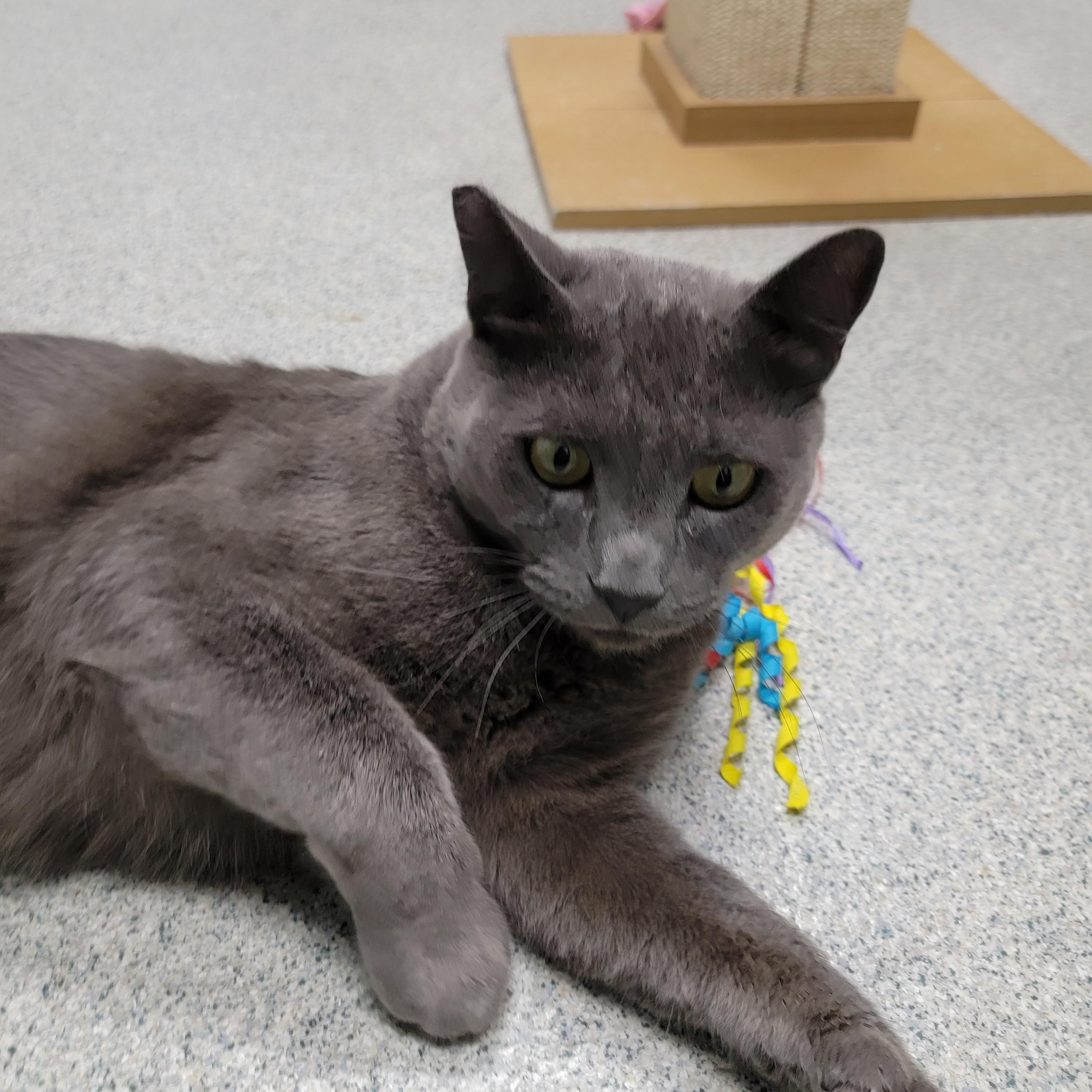 Batman, an adopted mixed breed in Camp Pendleton, CA image 5/6