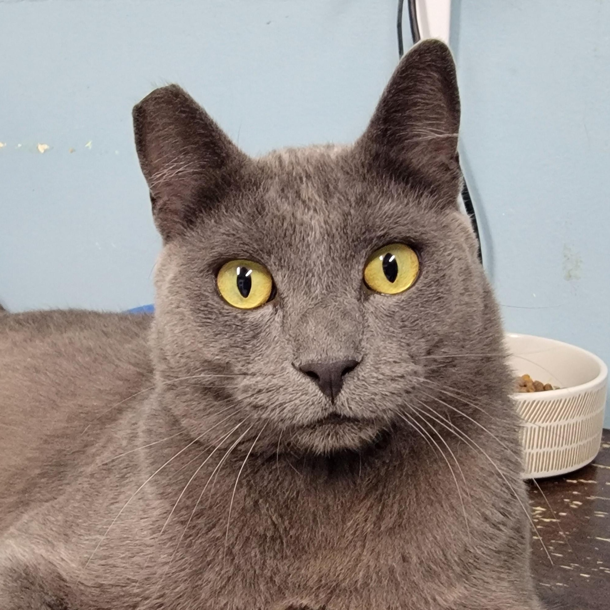 Batman, adopted, Young Male American Shorthair.