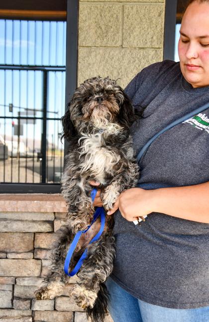 Asphalt, Adoptable, Senior Male Poodle & Bichon Frise.