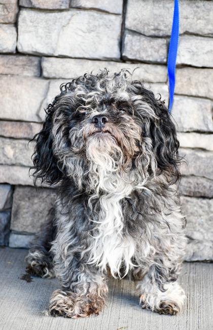 Enlarge Asphalt, a Adoptable mixed breed in Yakima, WA image 2/3