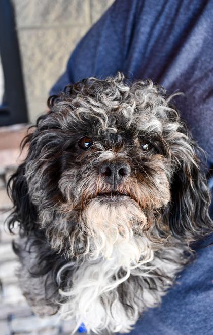 Enlarge Asphalt, a Adoptable mixed breed in Yakima, WA image 3/3