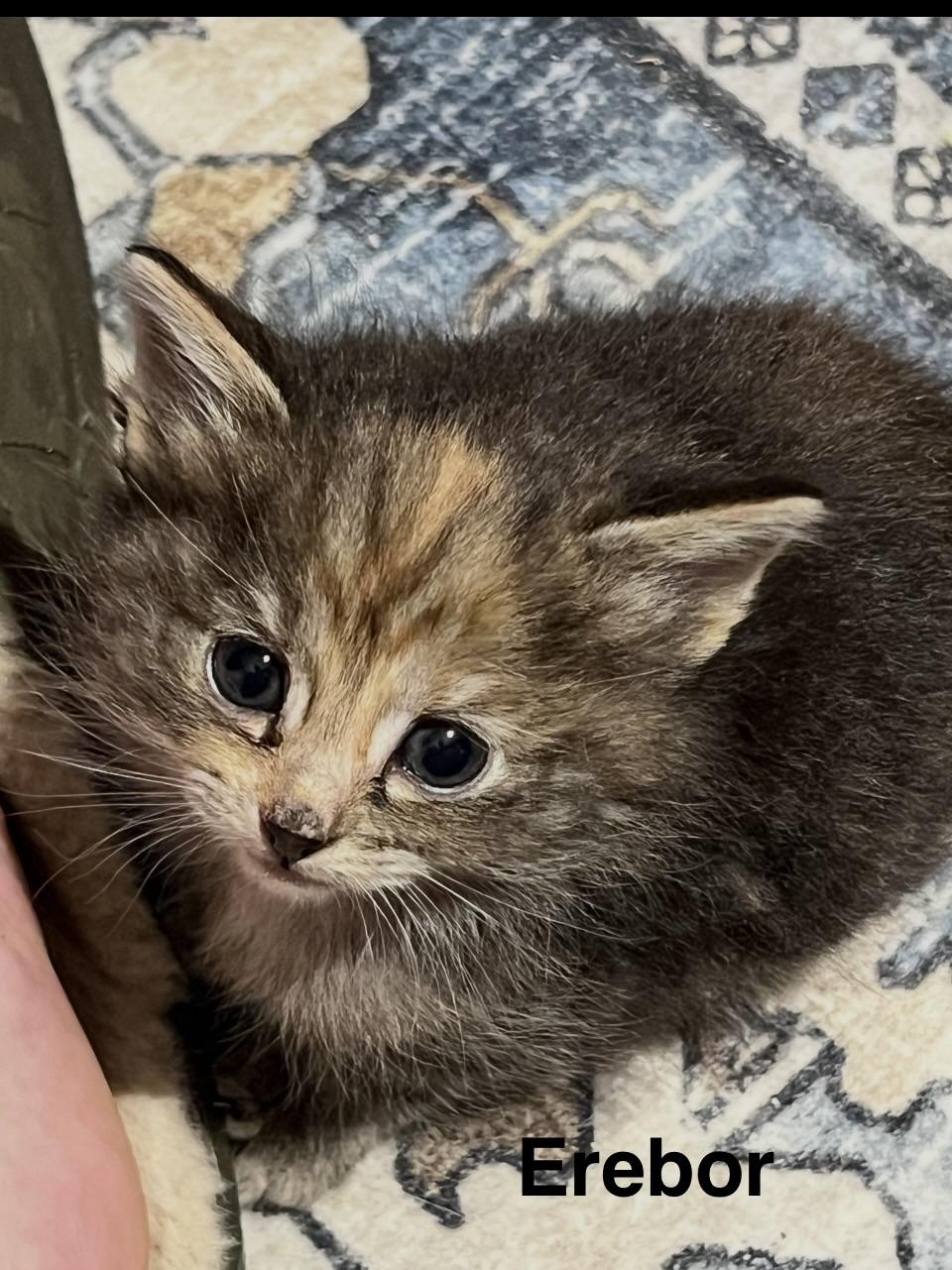 Erebor, ADOPTABLE, Kitten Female Domestic Medium Hair.