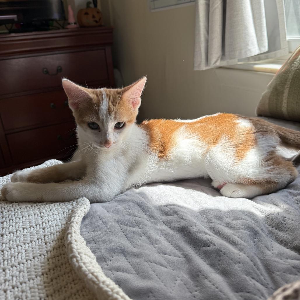 Enlarge Zuul, a Adoptable Domestic Short Hair in Bloomington, IL image 1/6