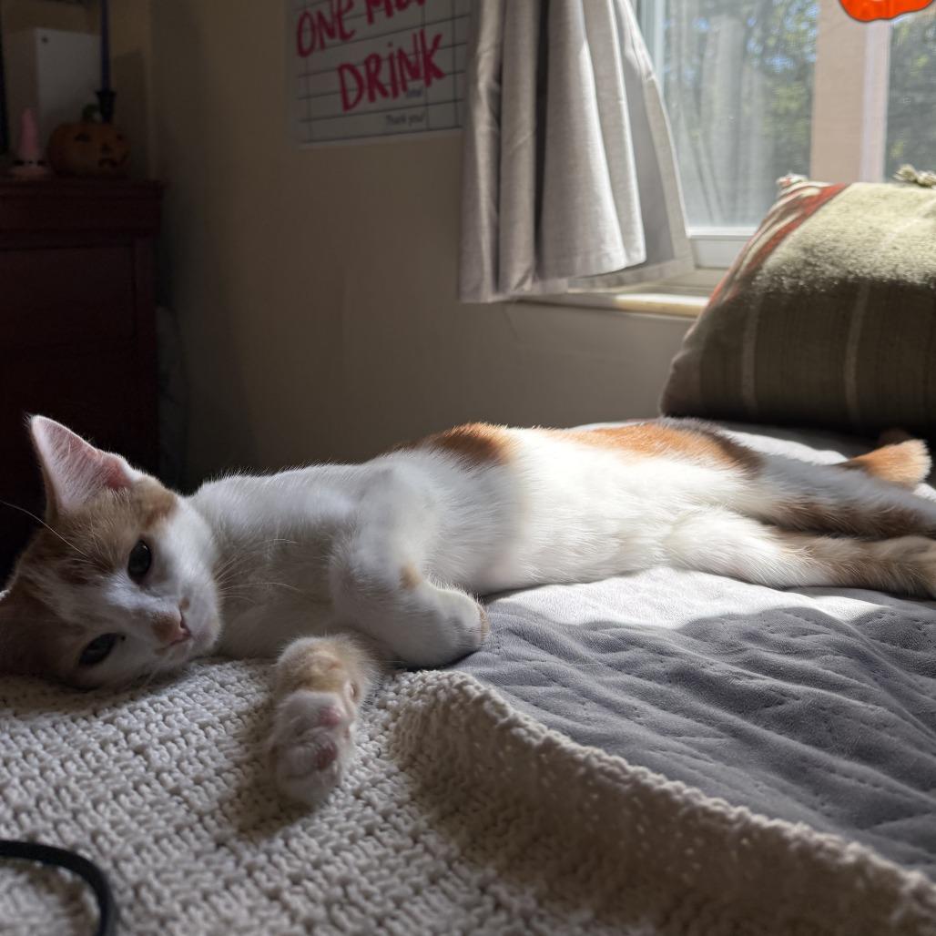 Zuul, Adoptable, Young Male Domestic Short Hair.