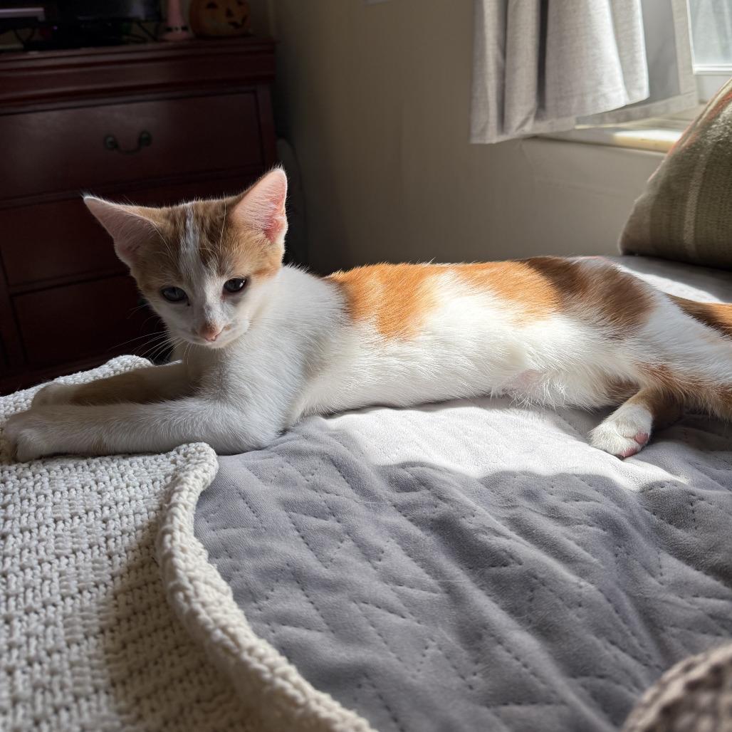 Enlarge Zuul, a Adoptable Domestic Short Hair in Bloomington, IL image 3/6