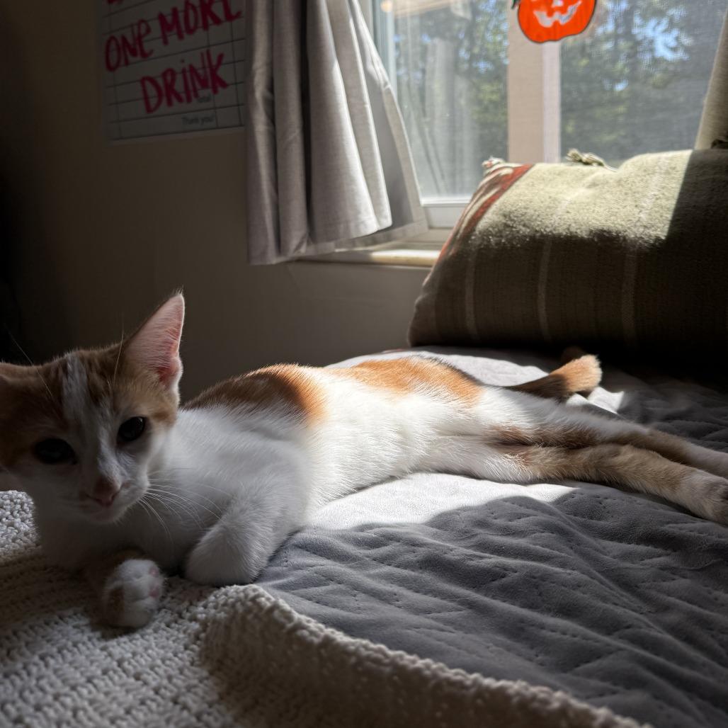 Enlarge Zuul, a Adoptable Domestic Short Hair in Bloomington, IL image 5/6