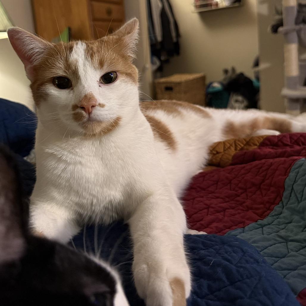 Enlarge Zuul, a Adoptable Domestic Short Hair in Bloomington, IL image 5/6