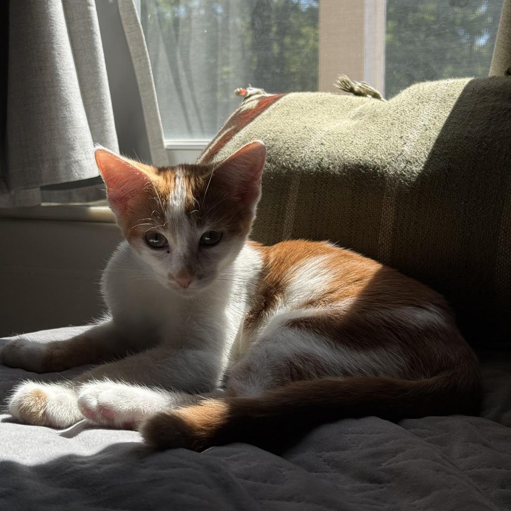 Enlarge Zuul, a Adoptable Domestic Short Hair in Bloomington, IL image 6/6