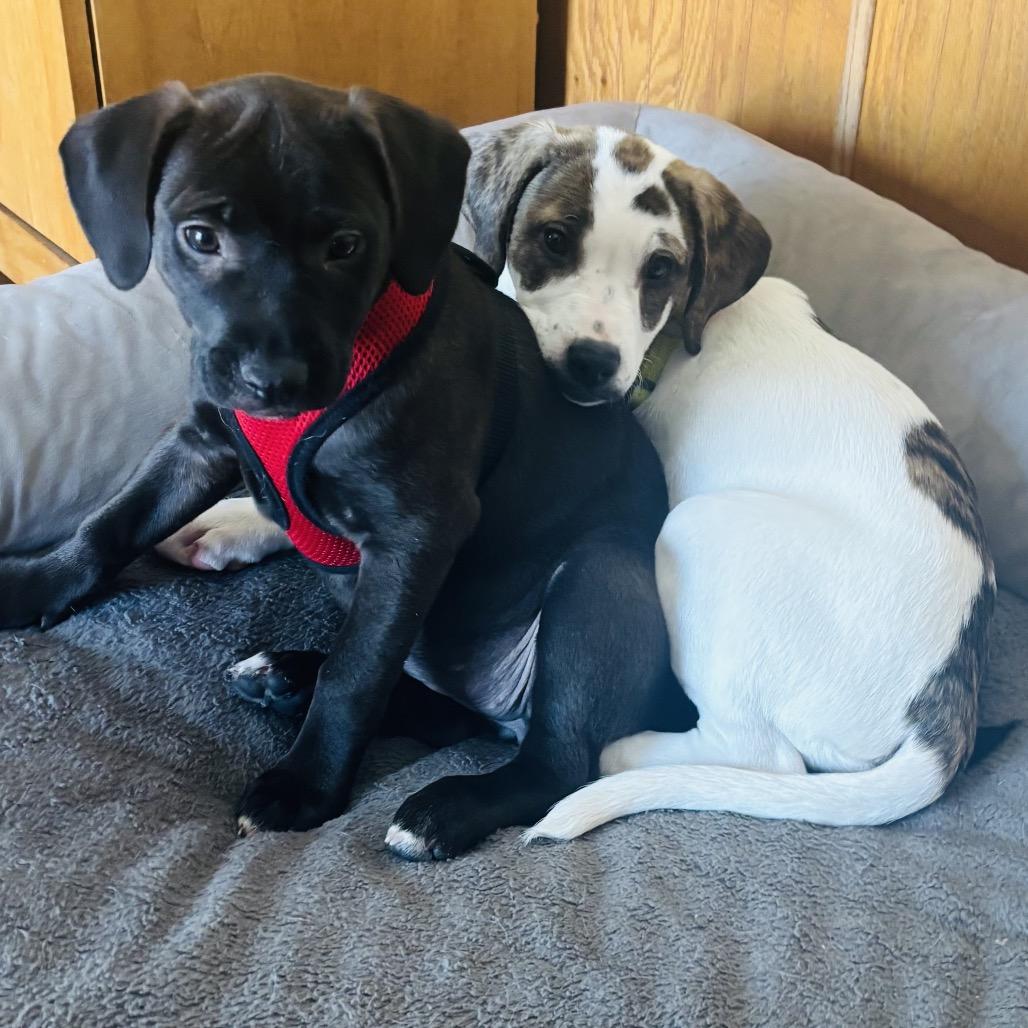 S'mores, Adoptable, Puppy Female Hound & Pit Bull Terrier.