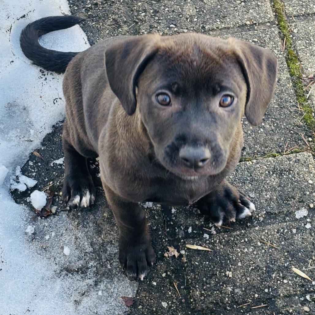 Enlarge S'mores, a Adoptable mixed breed in Crystal, MN image 2/5