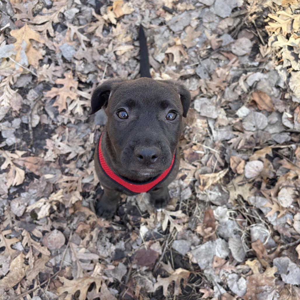 Enlarge S'mores, a Adoptable mixed breed in Crystal, MN image 3/5