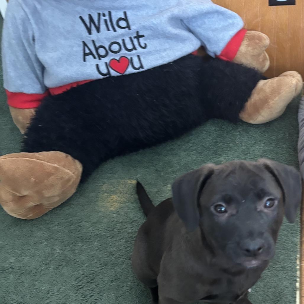 Enlarge S'mores, a Adoptable mixed breed in Crystal, MN image 4/5