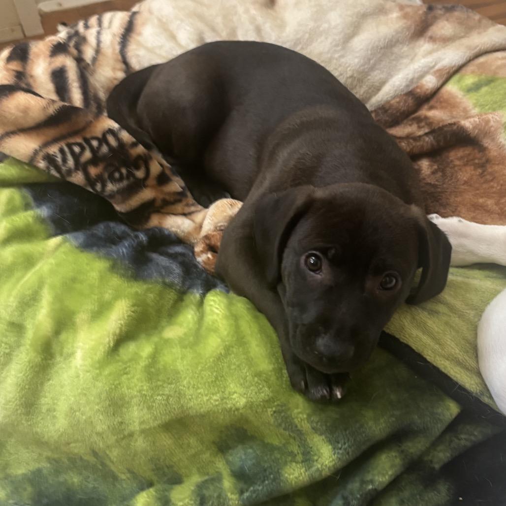 Enlarge S'mores, a Adoptable mixed breed in Crystal, MN image 5/5