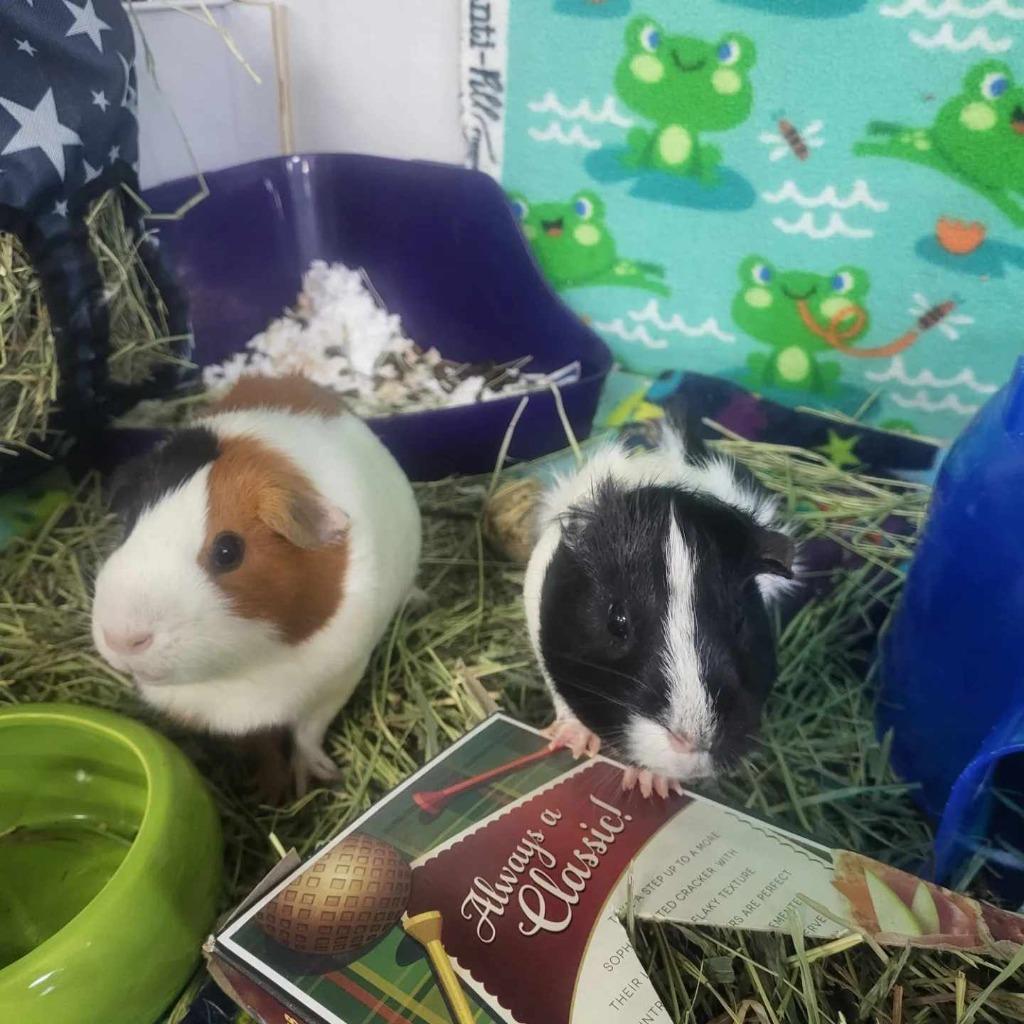 Enlarge Meridia, a Adoptable Guinea Pig in CRYSTAL LAKE, IL image 1/5