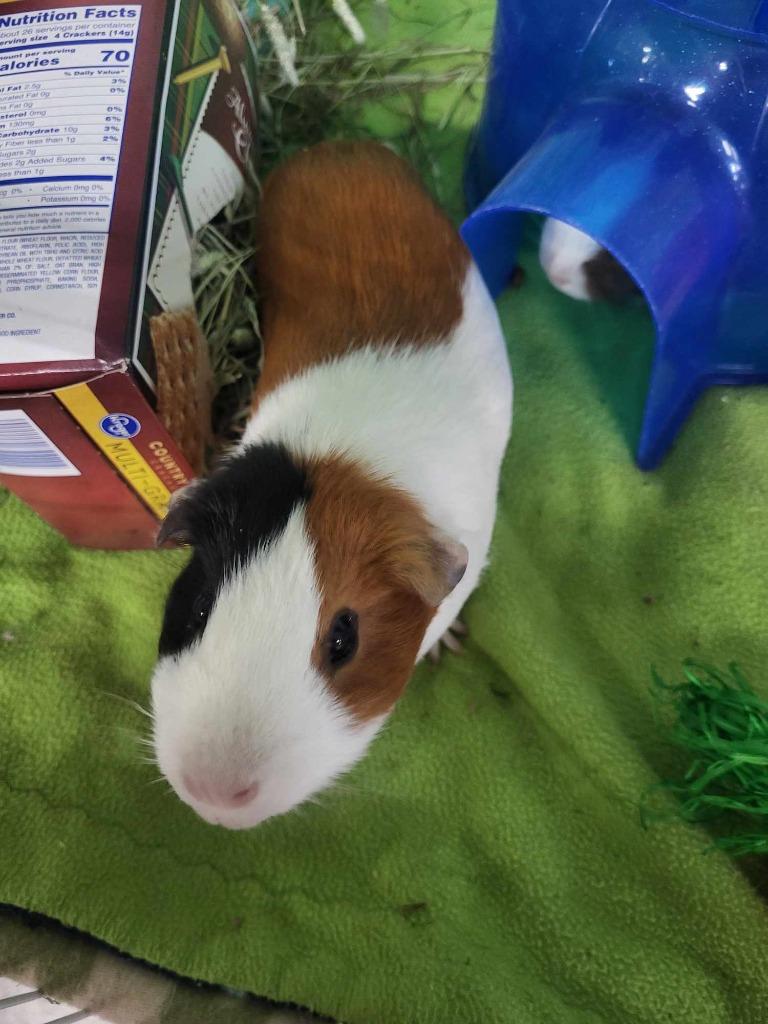 Enlarge Meridia, a Adoptable Guinea Pig in CRYSTAL LAKE, IL image 2/6