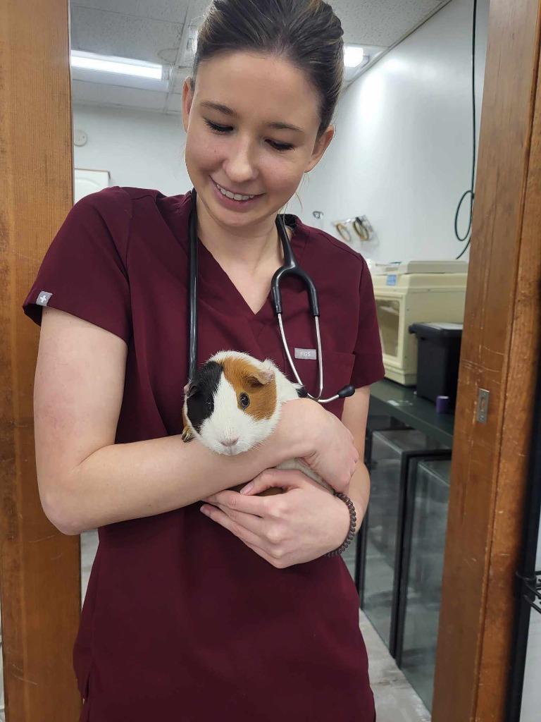 Enlarge Meridia, a Adoptable Guinea Pig in CRYSTAL LAKE, IL image 2/5