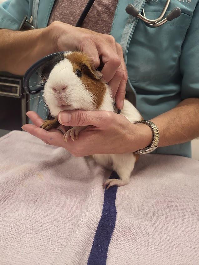 Enlarge Meridia, a Adoptable Guinea Pig in CRYSTAL LAKE, IL image 4/6