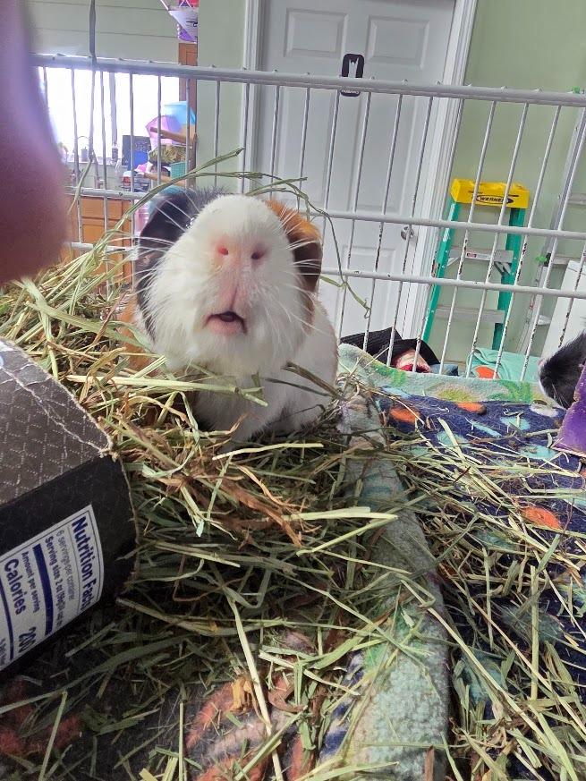 Enlarge Meridia, a Adoptable Guinea Pig in CRYSTAL LAKE, IL image 6/6