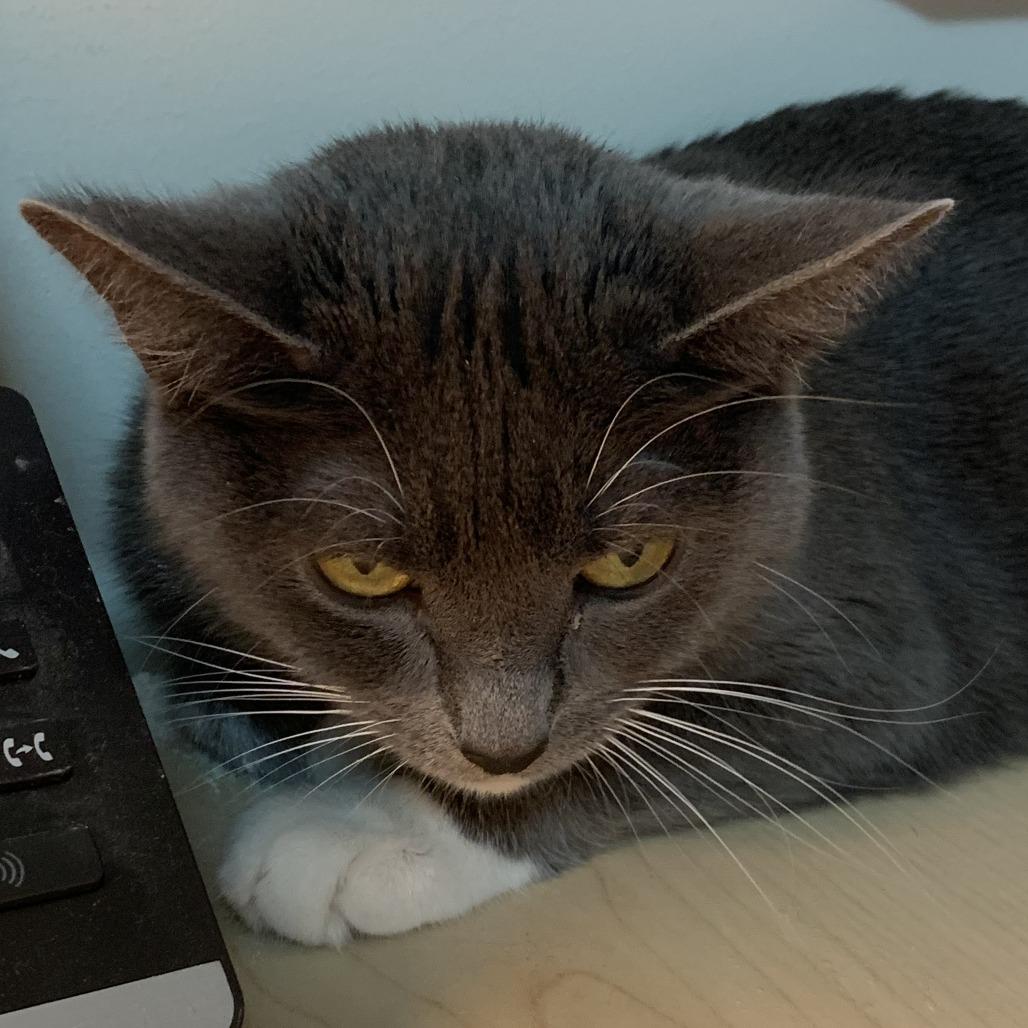 Enlarge Sock Puppet- Working Cat, a Adoptable Domestic Short Hair in Baltimore, MD image 1/2