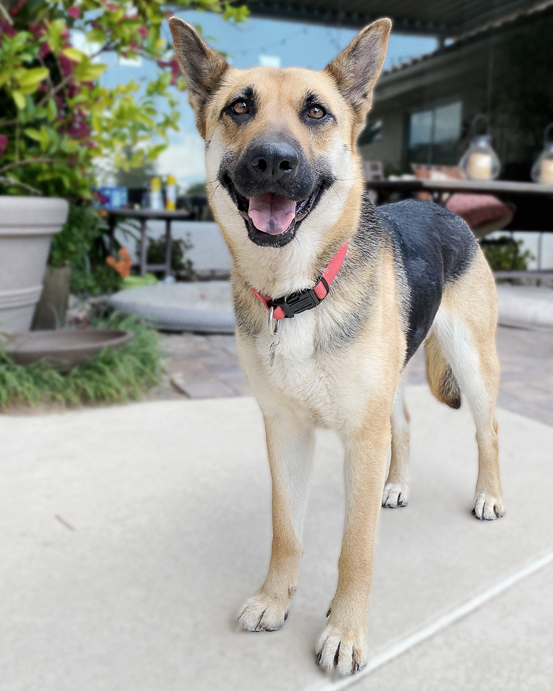 Lucy, Adopted, Young Female German Shepherd Dog.