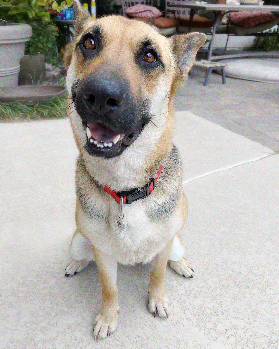 Enlarge Lucy, a Adopted German Shepherd Dog in Los Angeles, CA image 3/3