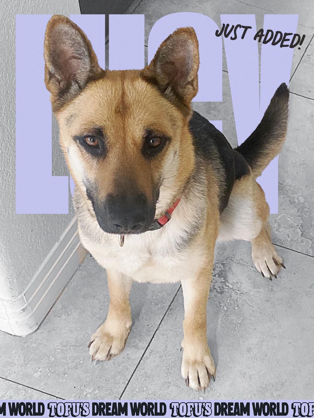 Enlarge Lucy, a Adopted German Shepherd Dog in Los Angeles, CA image 2/3