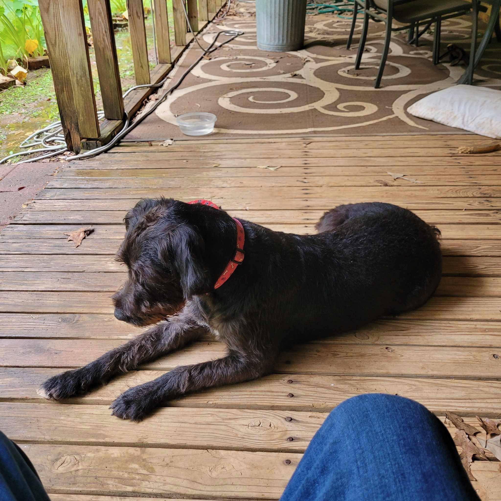 Enlarge SADIE SWEET PEA, a Adoptable mixed breed in Fosters, AL image 2/4