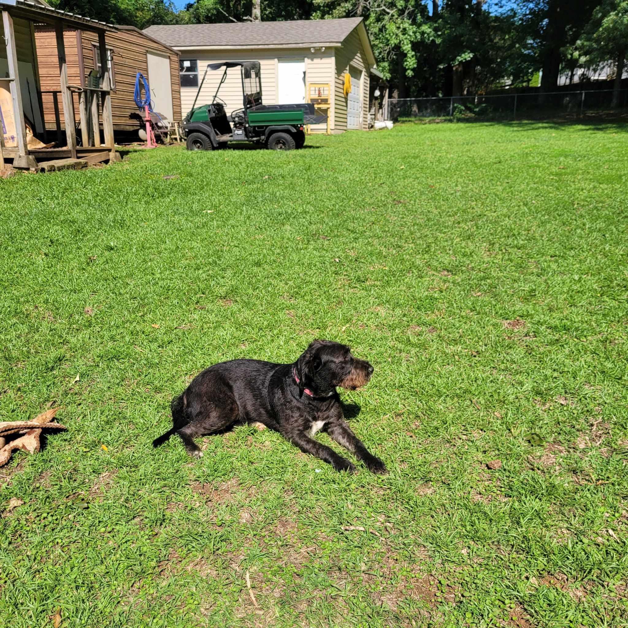 Enlarge SADIE SWEET PEA, a Adoptable mixed breed in Fosters, AL image 4/4