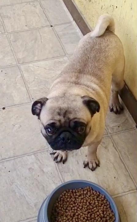 Pugsly, Adoptable, Young Male Pug.